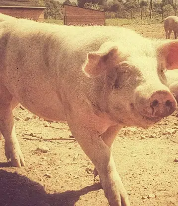 nos animaux