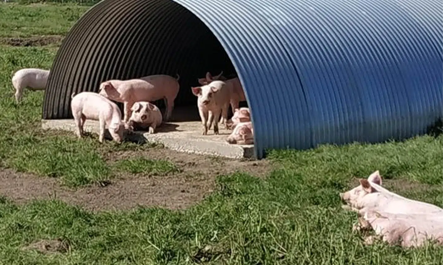 nos cochons 3