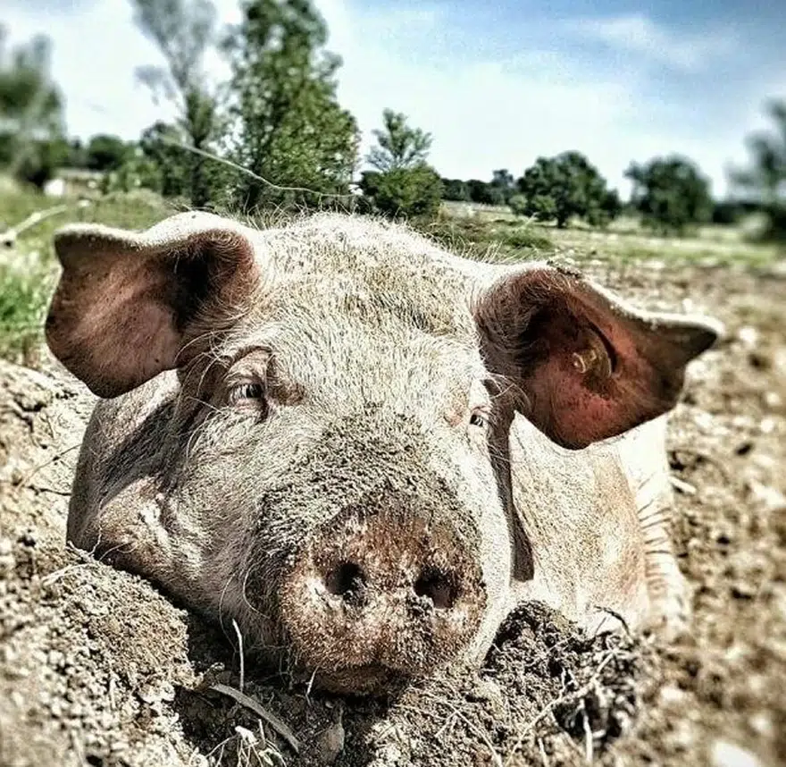 nos cochons 2
