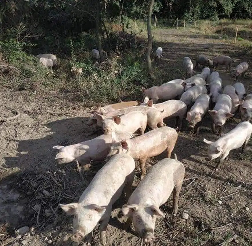 nos cochons 4