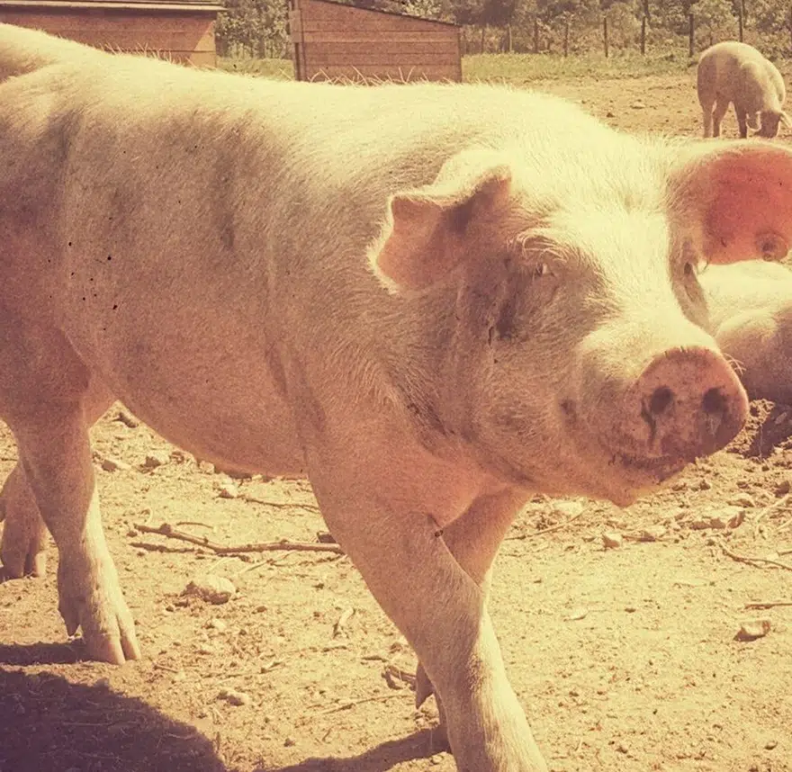 nos cochons 1